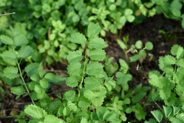 Kleine Bibernelle, Pimpinella saxifraga