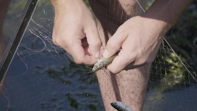 Close up fisherman frees caught fish from the net.