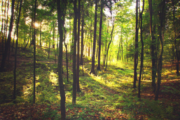 Early autumn in the park, fallen leaves cover the ground between ferns and tree trunks. The morning sun illuminates the forest
