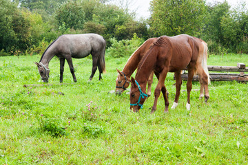 young horses graze in the rain on green grass, selective focus