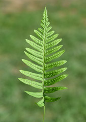 Tuepfelfarn, Polypodium vulgare
