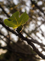 Fig tree detail with a leaf with backlight and a pair of defocus figs on a branch all the background is defocus