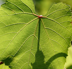 Weinblaetter, Vitis vinifera, Weintrieb