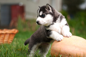 The Huskies play on the green grass