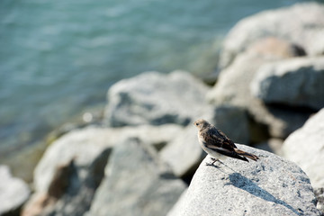 ICELAND: Jokulsarlon lagoon, Amazing cold landscape picture of icelandic glacier lagoon. Iceland, Europe.