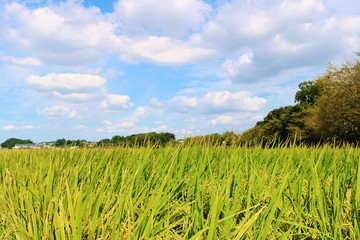 風景　秋　稲作　田舎　空　杤木　日本