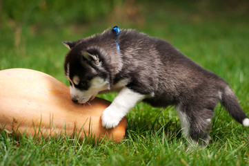 Fototapeta premium The Huskies play on the green grass