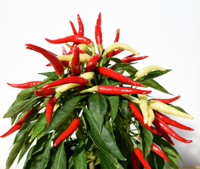 Topfchili, Zierpaprika, Capsicum Medusa