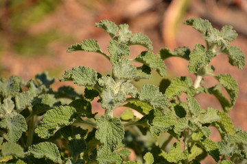 white horehound or marrubium vulgare in early autumn, common horehound plant close-up view