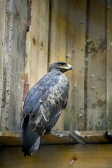 Portrait of the steppe eagle (Latin: Aquila nipalensis), a bird of prey. Big bird sitting in front of wooden plank wall.