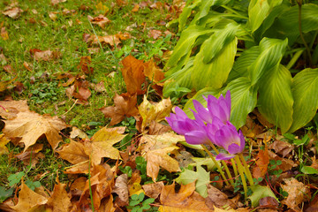 Bright pink purple flowers in an autumn meadow covered with leaves