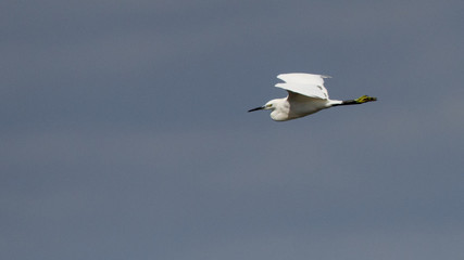 aigrette garsette 
