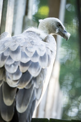 Portrait of the griffon vulture (Latin: Gyps fulvus), a large Old World vulture in the bird of prey family Accipitridae. Estonia, North Europe