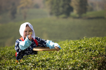 Japanese woman worker picking green tea leaves in green tea field in the morning with traditional blue costume in farm