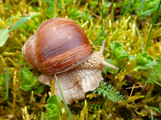 Snail gliding on the wet grass texture. Large white mollusk snails with light brown striped shell, crawling on moss. Helix pomatia, Burgundy snail, Roman snail, edible snail, escargot. 