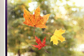 window fragment with adhering wet leaves after rain view from the house . autumn colors of the season