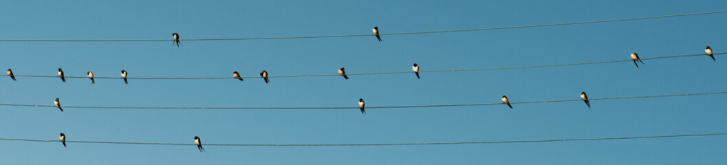 hirondelles sur file electrique ©  - Erick M - 