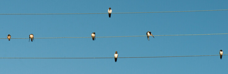 hirondelles sur file electrique ©  - Erick M - 