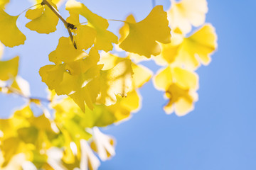 Design concept - Beautiful yellow ginkgo, gingko biloba tree leaf in autumn season in sunny day with sunlight, close up, bokeh, blurry background.
