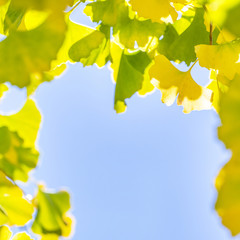 Design concept - Beautiful yellow ginkgo, gingko biloba tree leaf in autumn season in sunny day...
