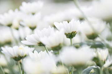 White small chrysanthemum, soft and clean petal flower with green stem . Lovely blooming flora gardem