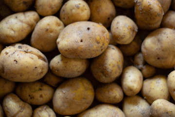 Garden potatoes Background image