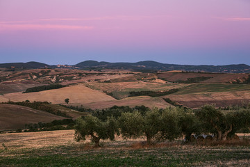 Fototapeta na wymiar Tuscany countryside panorama with olive trees