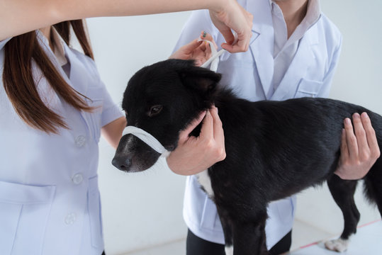 Veterinary Have Control And Tie Mouth A Dog To Immunize For Control And Prevention Of Rabies Disease ,animal Restraint Concept.