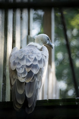 Portrait of the griffon vulture (Latin: Gyps fulvus), a large Old World vulture in the bird of prey family Accipitridae. Estonia, North Europe