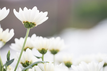 White small chrysanthemum, soft and clean petal flower with green stem . Lovely blooming flora gardem