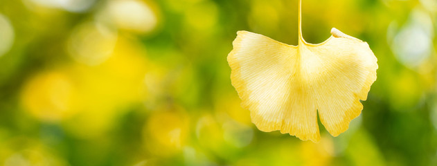 Design concept - Beautiful yellow ginkgo, gingko biloba tree leaf in autumn season in sunny day...