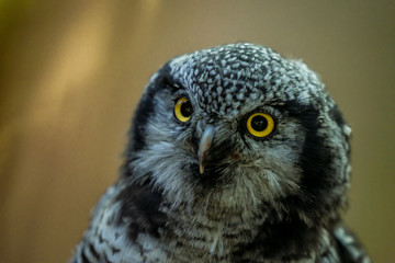 Close up portrait of the common northern hawk-owl (Surnia ulula), a medium sized true owl of the northern latitudes. Majestic bird stares at photographer. Estonia, North Europe.