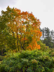 Fototapeta premium colorful landscape with bright trees, autumn colors