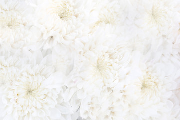 Fototapeta na wymiar White small chrysanthemum, soft and clean petal flower with green stem . Lovely blooming flora gardem