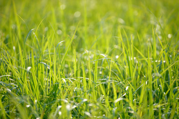 Bright fresh spring grass close up in the forest with sunlight bokeh background. Grass field. Colorful herb growing in the meadow. White flowers.