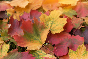 Naklejka na ściany i meble Falling colorful autumn leaves closeup in sunlight