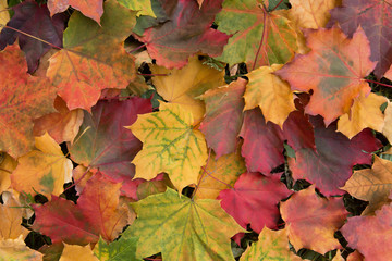 Naklejka na ściany i meble Fall colorful autumn maple leaves on ground closeup