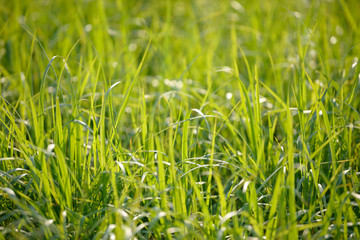 Bright fresh spring grass close up in the forest with sunlight bokeh background. Grass field. Colorful herb growing in the meadow.