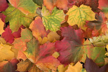 Naklejka na ściany i meble Fall colorful autumn leaves closeup