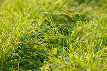 Bright fresh spring grass close up in the forest with sunlight bokeh background. Grass field. Colorful herb growing in the meadow.