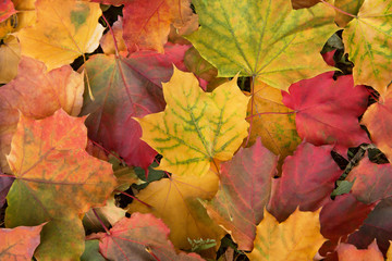 Naklejka na ściany i meble Falling colorful autumn maple leaves 
