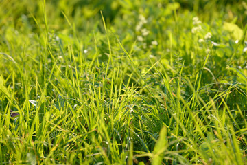 Bright fresh spring grass close up in the forest with sunlight bokeh background. Grass field. Colorful herb growing in the meadow.