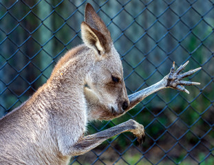 kangaroo in zoo stretching its fingers