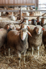 Schafherde im Stall