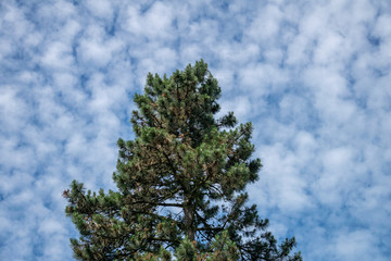 Pine tree on sunny day with blue sky and interesting fluffy white clouds as a symbol for clean air and climate