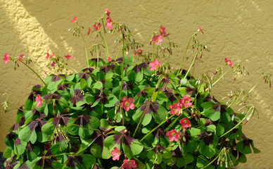 Close up front view of blooming oxalis tetraphylla, rosy pink wood sorrel or iron cross and yellow background. Bright green leaves with dark dark purple band. Good luck plant and its pretty flowers.