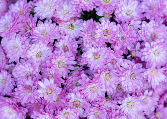 Vibrant pink mauve chrysanthemum flowers close up.