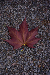 The leaf