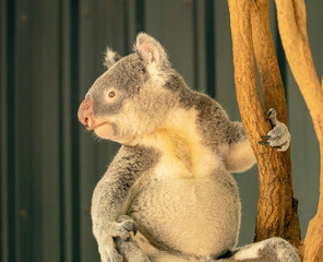 koala in tree