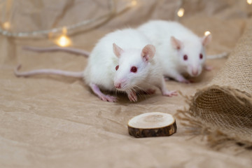 The rat is a symbol of 2020. Two rats are sitting on craft paper. A white rat is looking into the frame. Photograph with a New Year's rat in a rustic style.